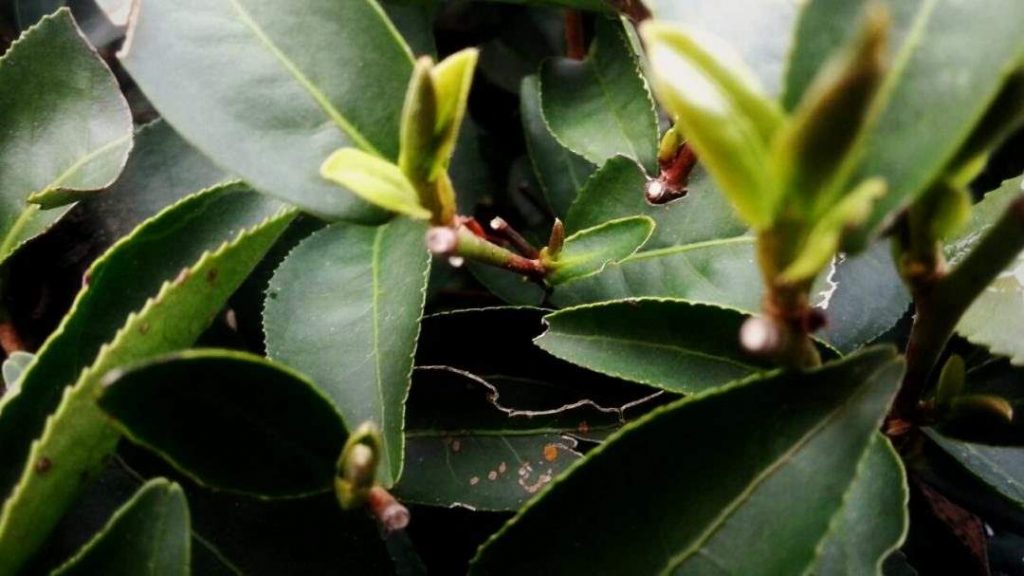 紅茶葉,綠茶葉,黑茶葉,青茶葉,白茶葉,黃茶葉,華岡茶葉,福壽山茶葉,阿里山茶葉,六大茶葉介紹